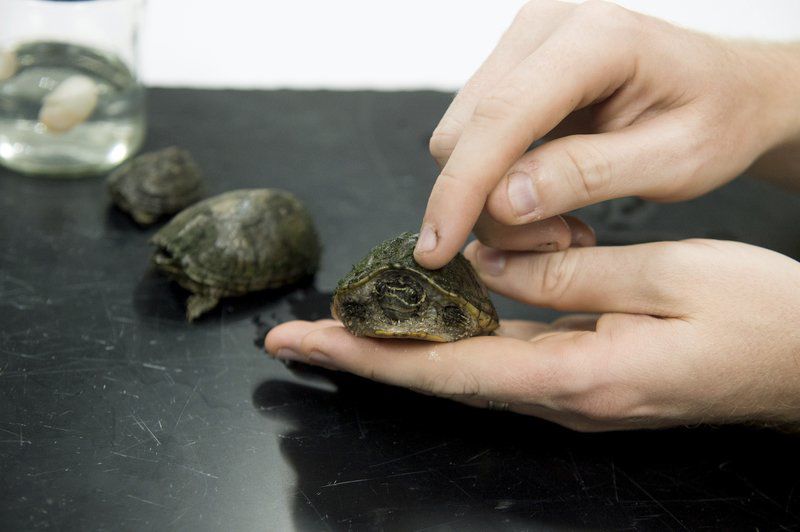 MSSU scientist, students find unexpected residents at Kellog Lake Park